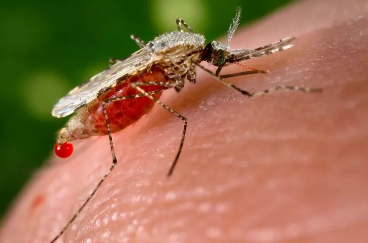 an-anopheles-stephensi-mosquito-is-obtaining-a-blood-meal-from-a-human-host-through-its-pointed-proboscis-725×480
