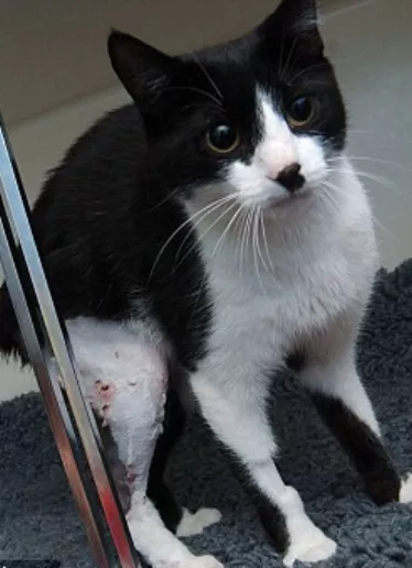 Gato. Rossi. El Nacional/ FE