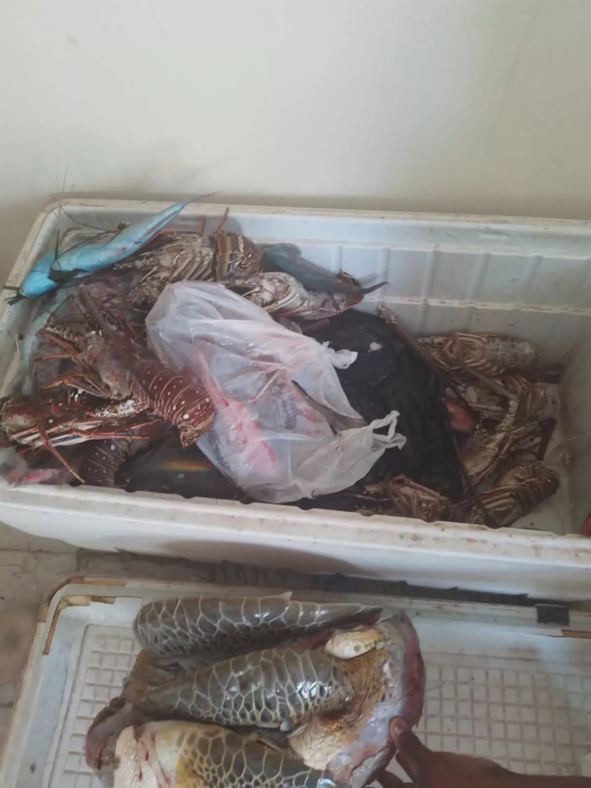 2. Especies marinas en veda